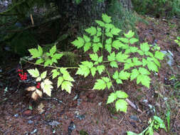 Imagem de Actaea rubra (Ait.) Willd.