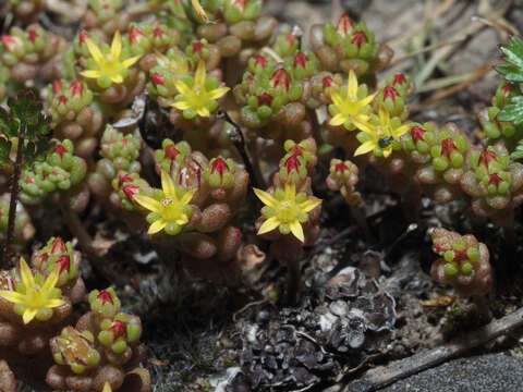 Image of Sedum praesidis H. Runemark & W. Greuter