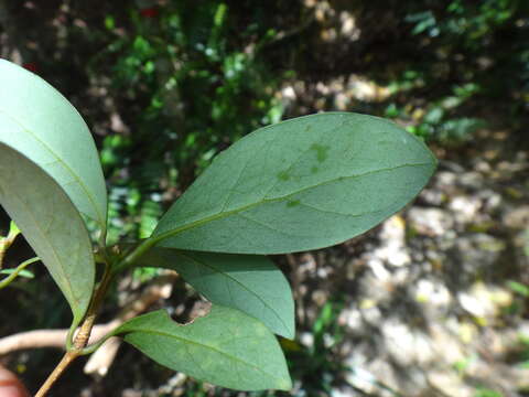 صورة Machilus obovatifolia (Hayata) Kaneh. & Sasaki