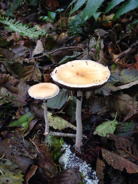 Image of Stropharia ambigua (Peck) Zeller 1914