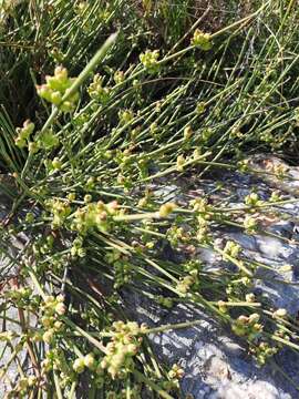 Image of Ephedra distachya subsp. helvetica (C. A. Mey.) Asch. & Graebn.