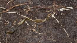 Image of Linnaeus' Lance Skink