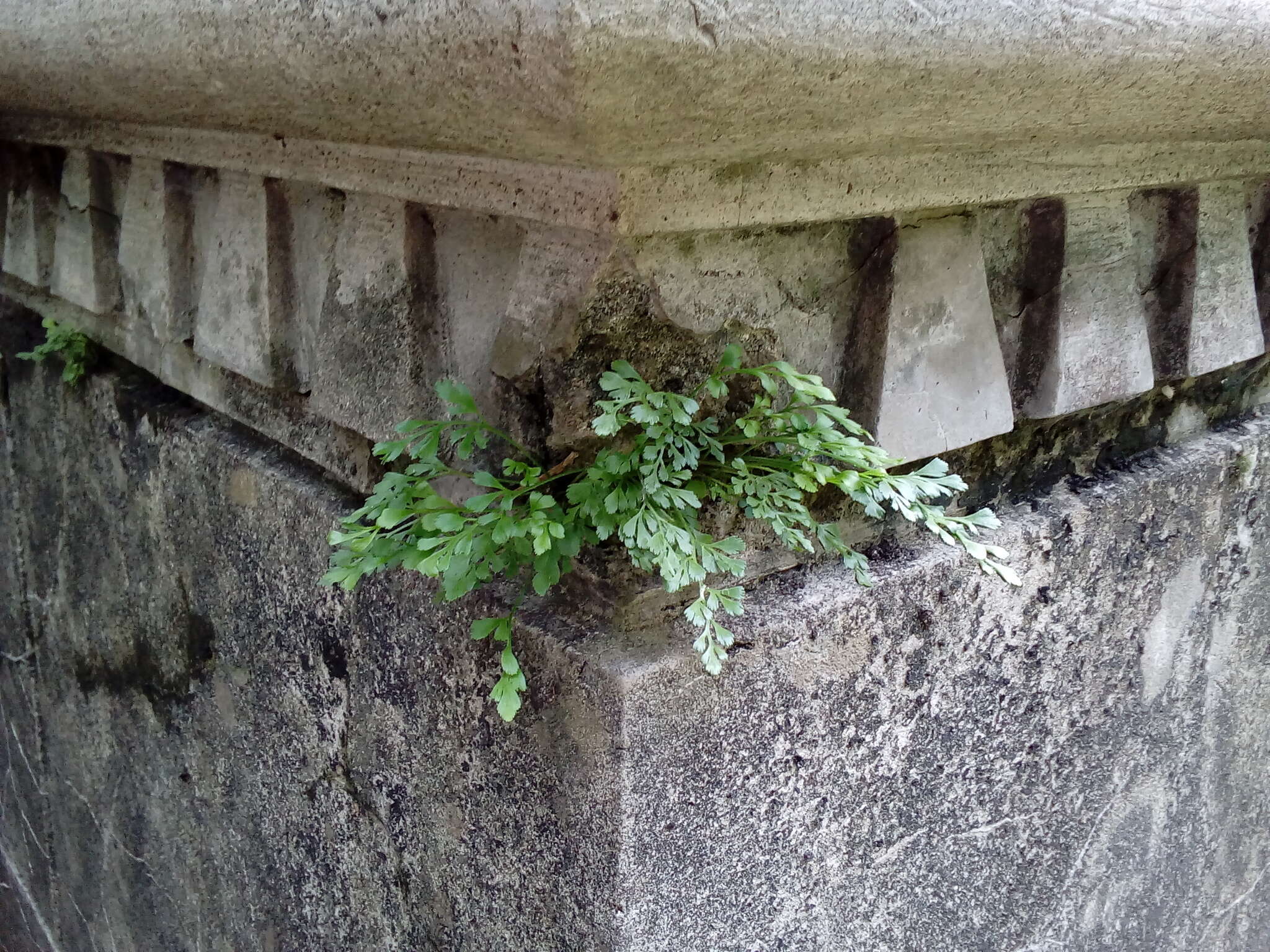 Sivun Asplenium ruta-muraria subsp. ruta-muraria kuva