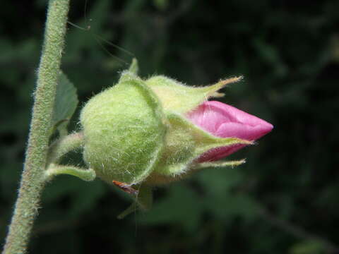 Image of <i>Malva clementii</i> (Cheek) Stace