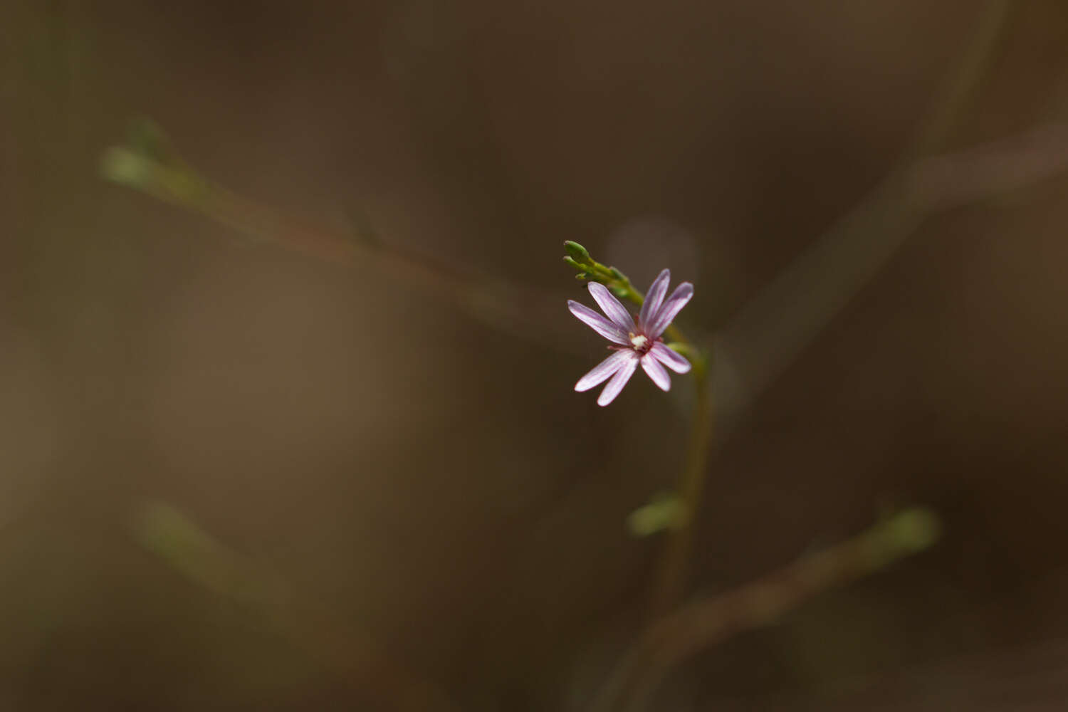 Image de Epilobium brachycarpum Presl