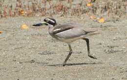 Image of Beach Stone-curlew