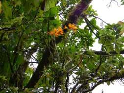 صورة Dendrobium jerdonianum Wight