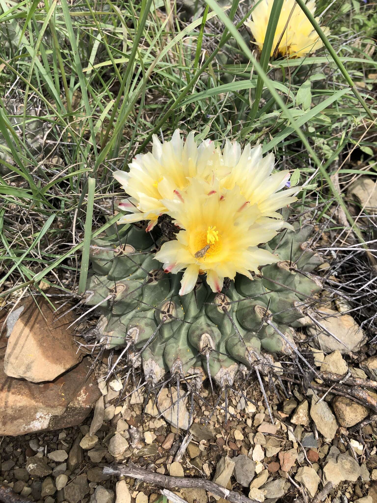 Image of Thelocactus rinconensis (Poselger) Britton & Rose