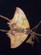 صورة Pterocyclophora ridleyi Hampson 1913