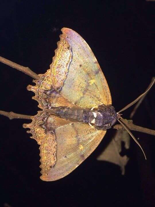 Sivun Pterocyclophora ridleyi Hampson 1913 kuva