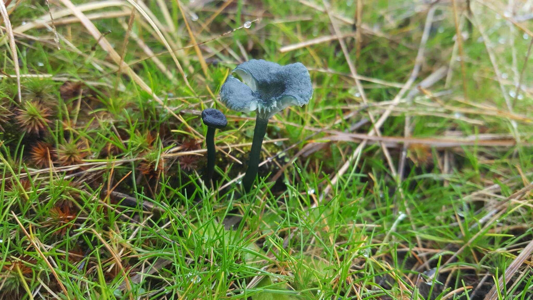 Imagem de Arrhenia chlorocyanea (Pat.) Redhead, Lutzoni, Moncalvo & Vilgalys 2002