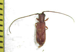 Image of Eunidia obliquevittipennis Breuning 1971