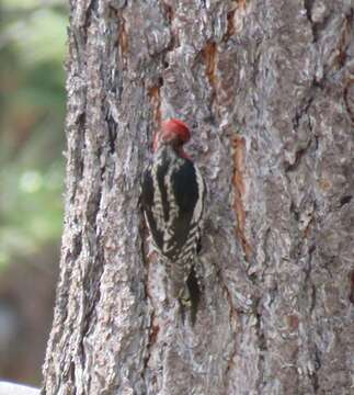 Sphyrapicus ruber daggetti Grinnell 1901的圖片