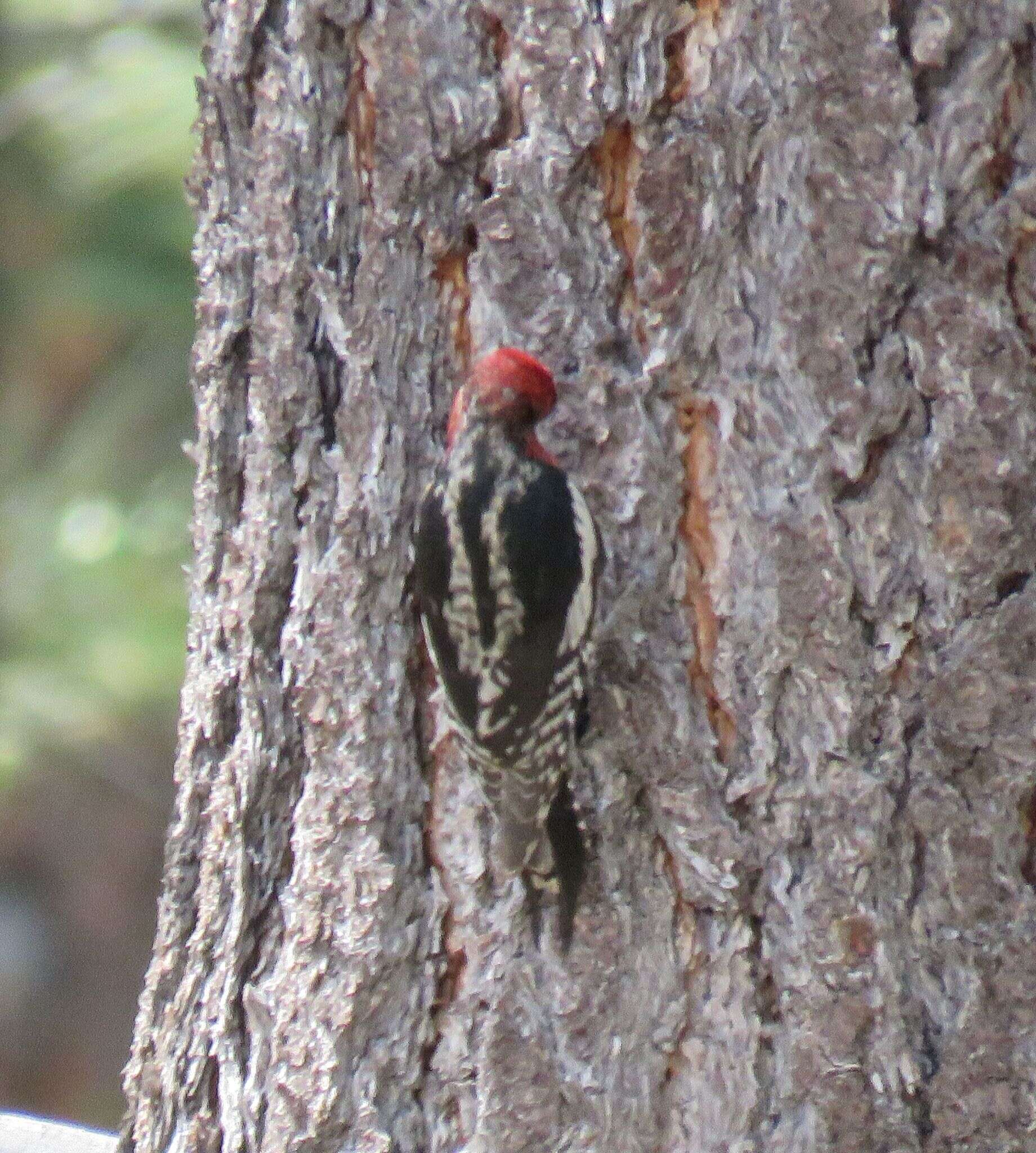 Sphyrapicus ruber daggetti Grinnell 1901的圖片