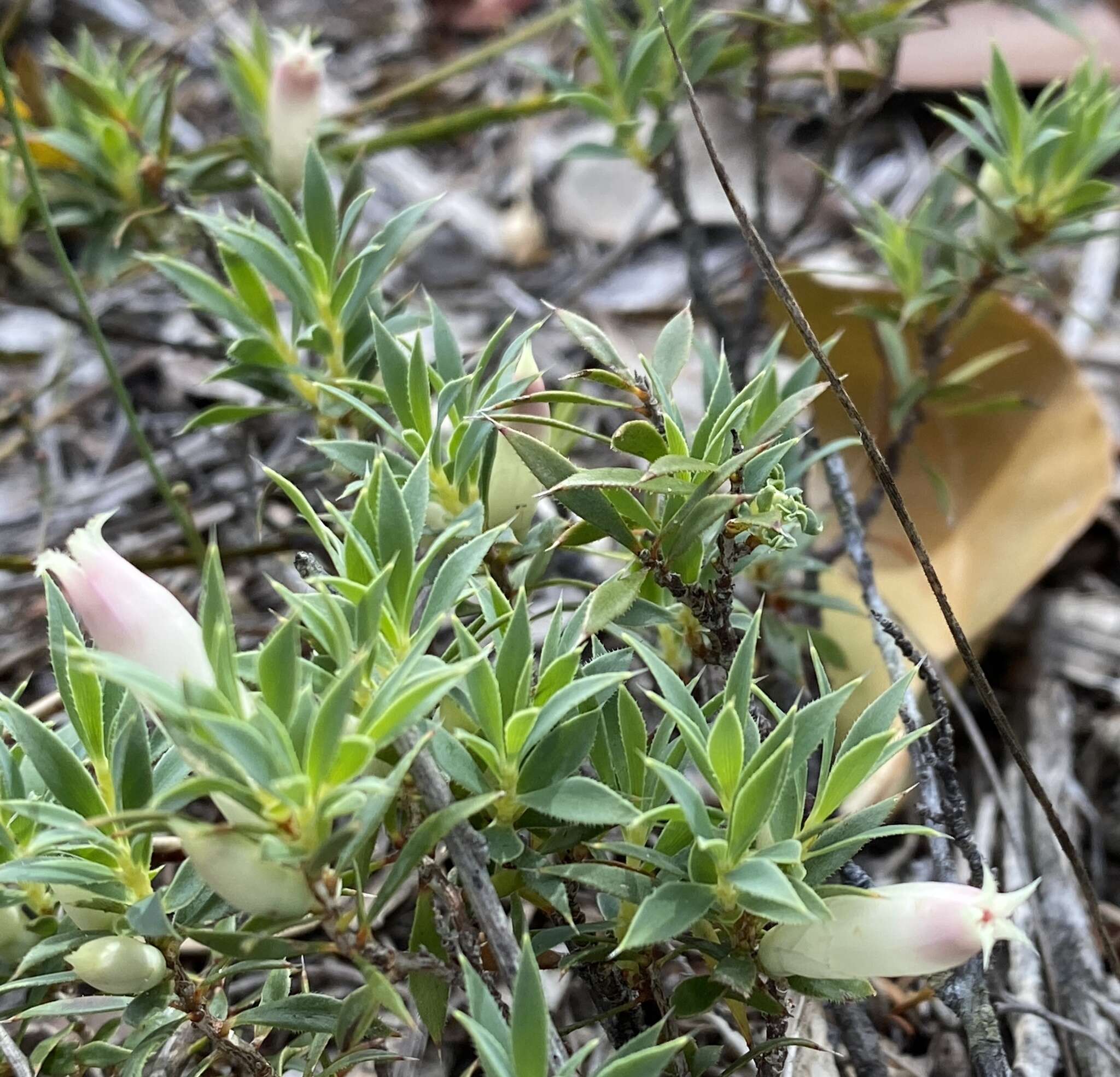 Image of Astroloma acervatum Hislop & A. J. G. Wilson