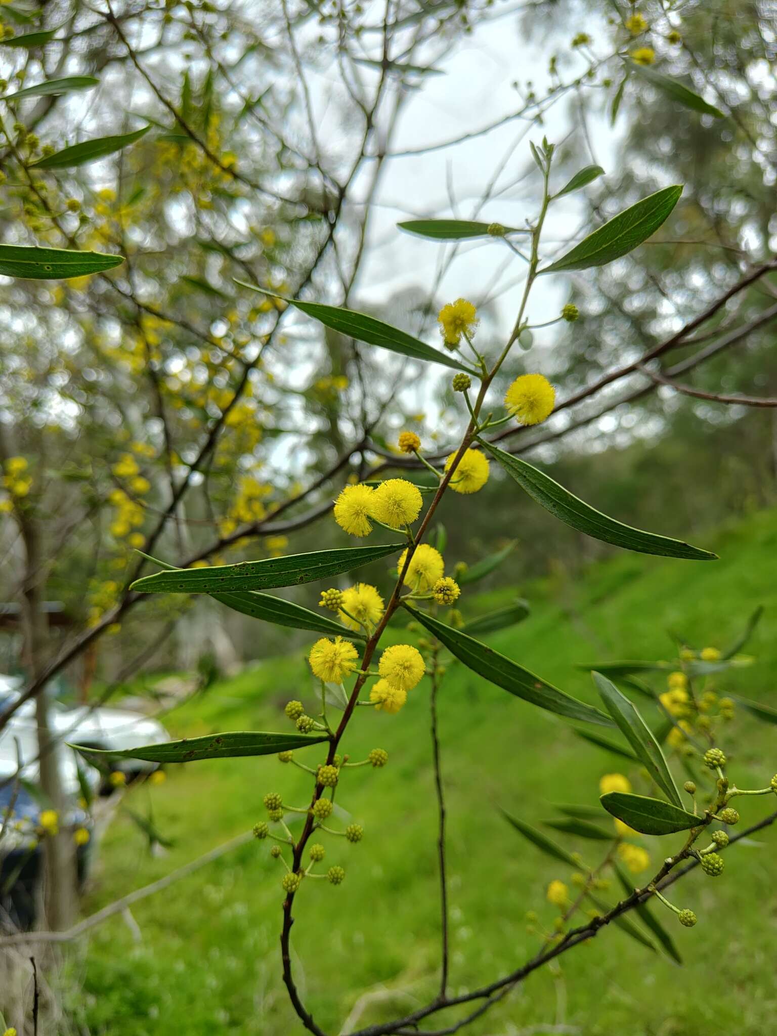 Acacia dodonaeifolia (Pers.) Balb. resmi