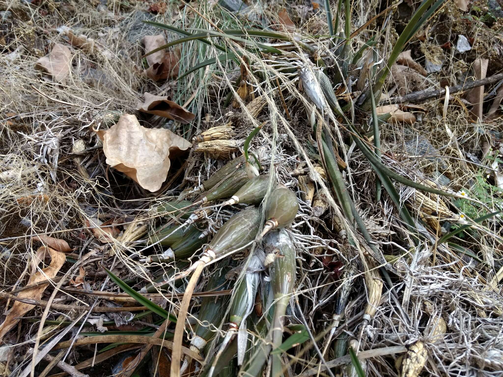 Image de Encyclia adenocarpa (Lex.) Schltr.