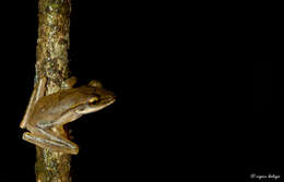 Image de Polypedates occidentalis Das & Dutta 2006