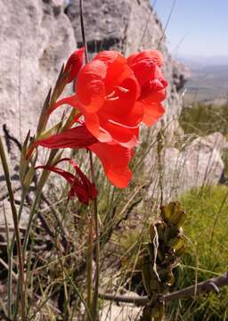 Image of Gladiolus stokoei G. J. Lewis