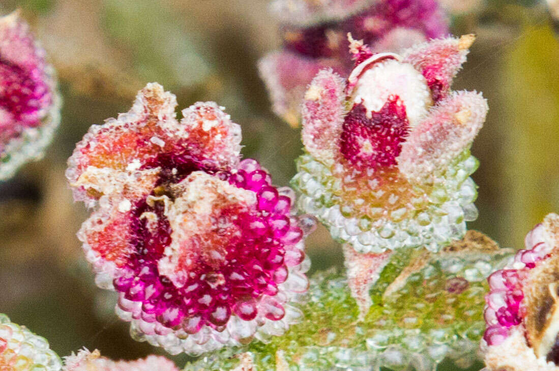 Image of common iceplant