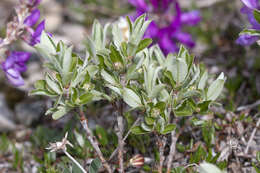 Image of shortfruit willow