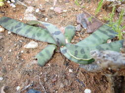 Image of Ledebouria apertiflora (Baker) Jessop