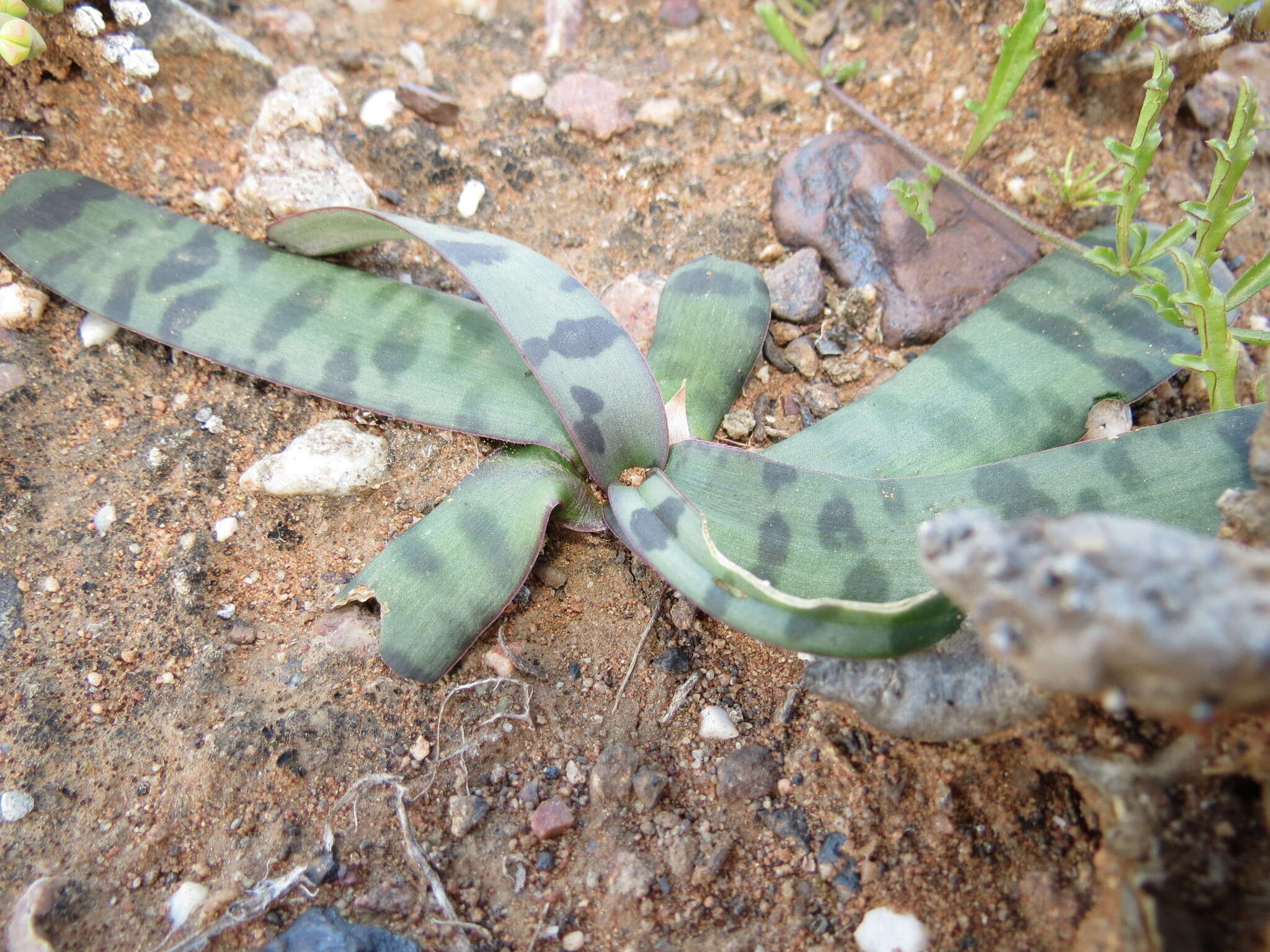 Image of Ledebouria apertiflora (Baker) Jessop