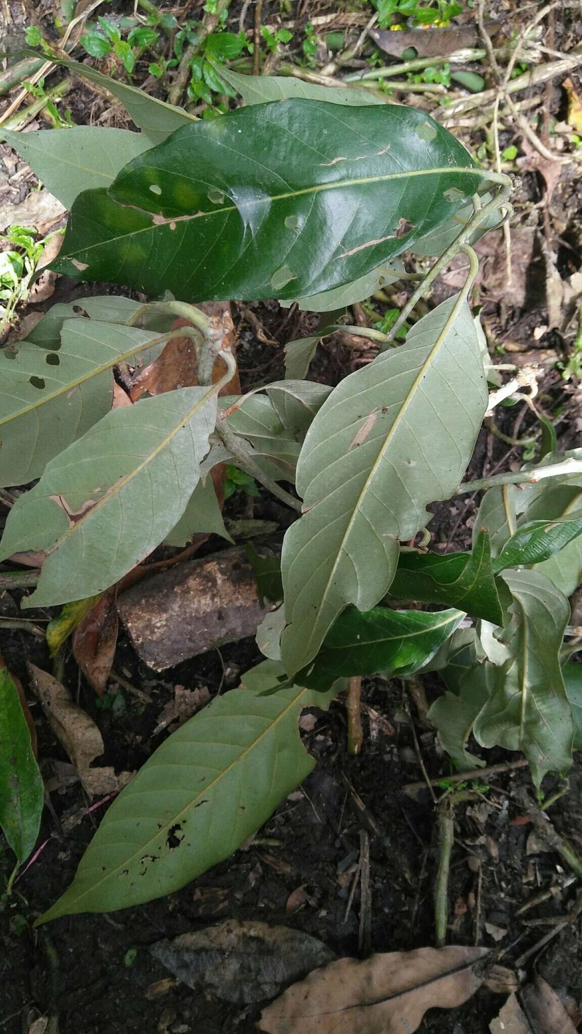 Image of Lithocarpus lepidocarpus (Hayata) Hayata