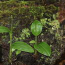 Image of Florida Adder's-Mouth Orchid