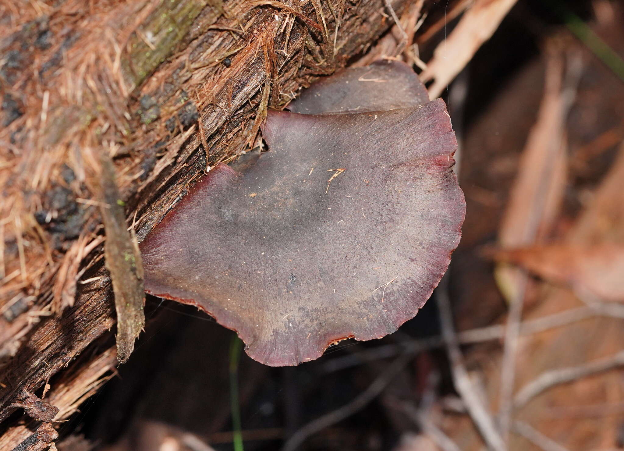 Image of Picipes melanopus (Pers.) Zmitr. & Kovalenko 2016