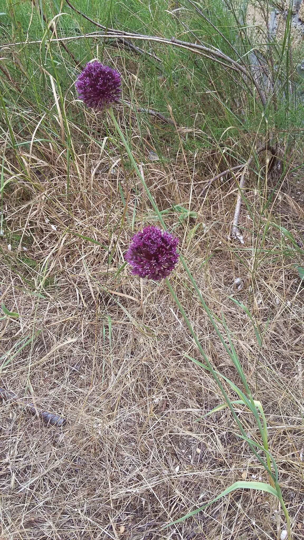 Image of broadleaf wild leek