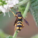 Image of Leucospis biguetina Jurine 1807