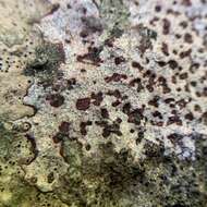 Image of wart lichen