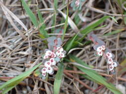 Euphorbia pergamena Small resmi