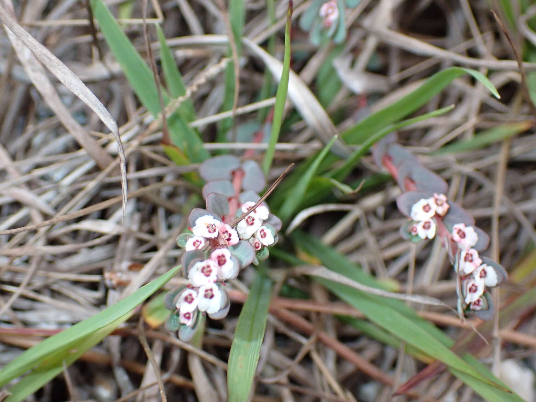 Euphorbia pergamena Small resmi