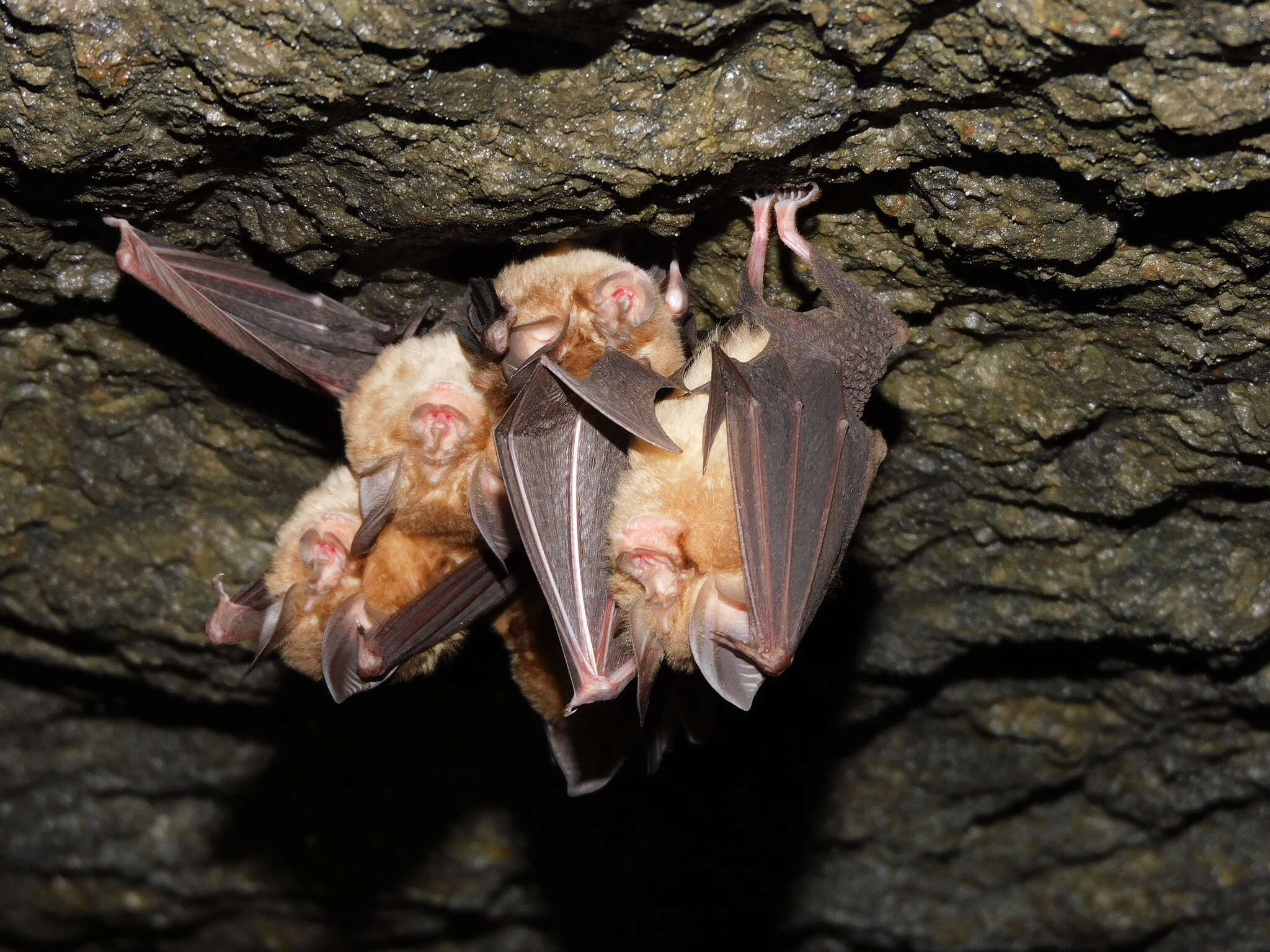 Image of little Japanese horseshoe bat