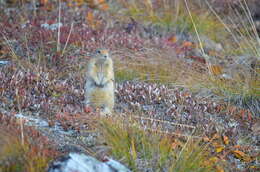 Image of Arctic ground squirrel