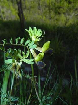 Imagem de Vicia melanops Sibth. & Sm.