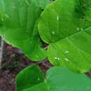 Image of Croton bernieri