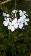 Imagem de Plumbago auriculata Lam.