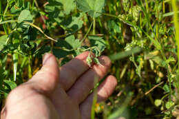 Imagem de Erodium macrophyllum Hook. & Arn.