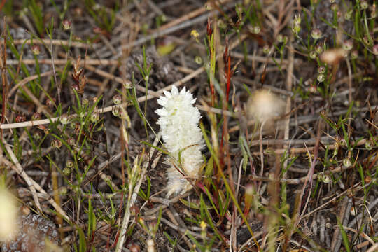 Image of Ptilotus humilis (Nees) F. Müll.