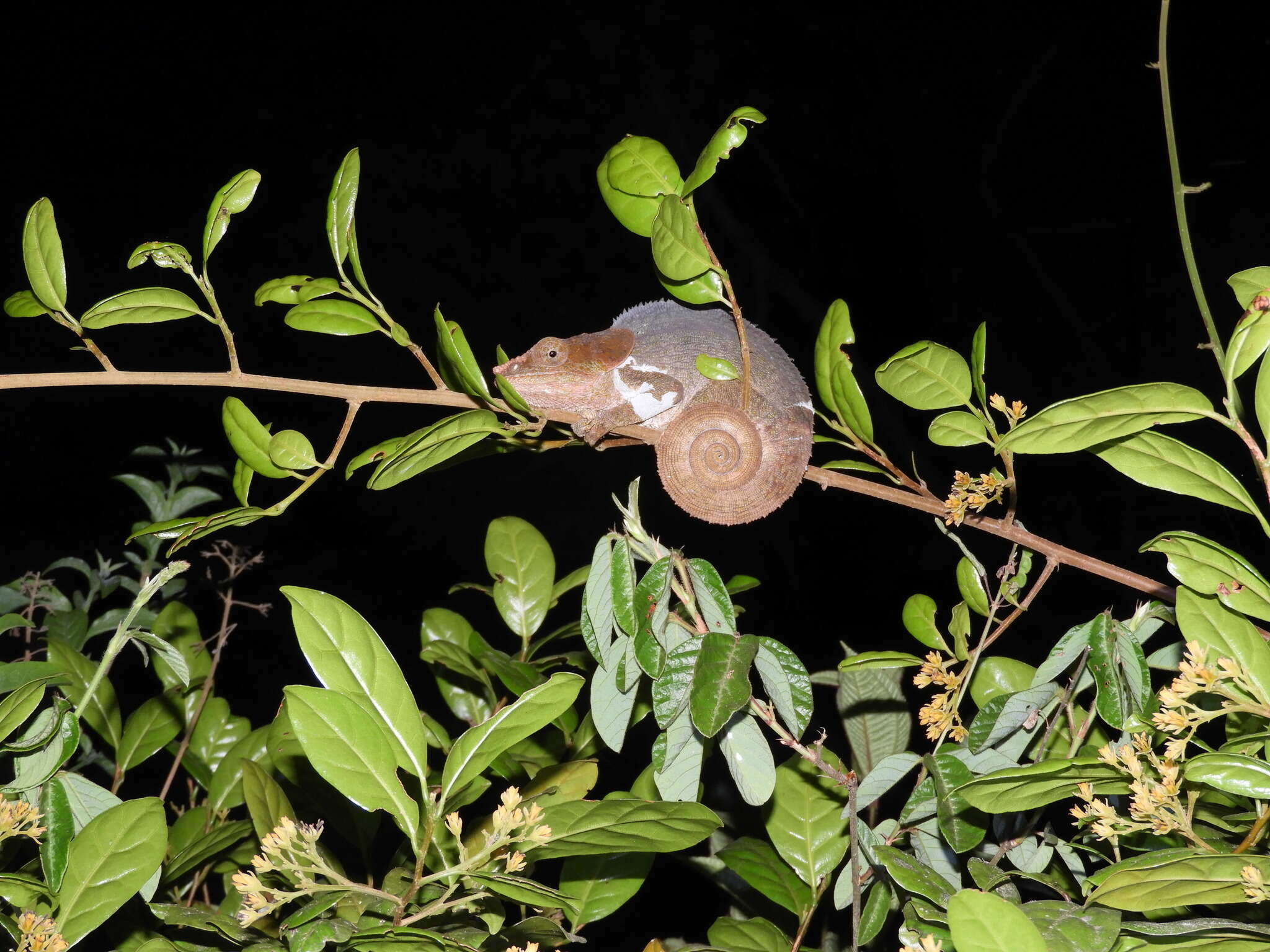 Image of Short-horned Chameleon