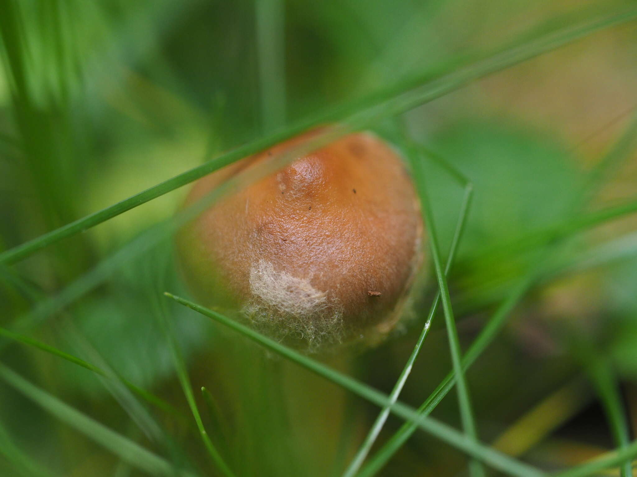 Image of veiled fairy cake