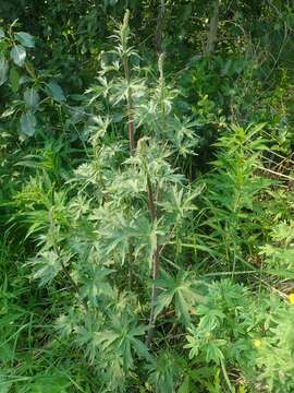 Image of Aconitum delphinifolium subsp. delphinifolium