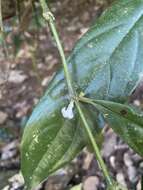 Imagem de Lasianthus chlorocarpus K. Schum.