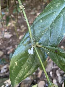 Lasianthus chlorocarpus K. Schum. resmi