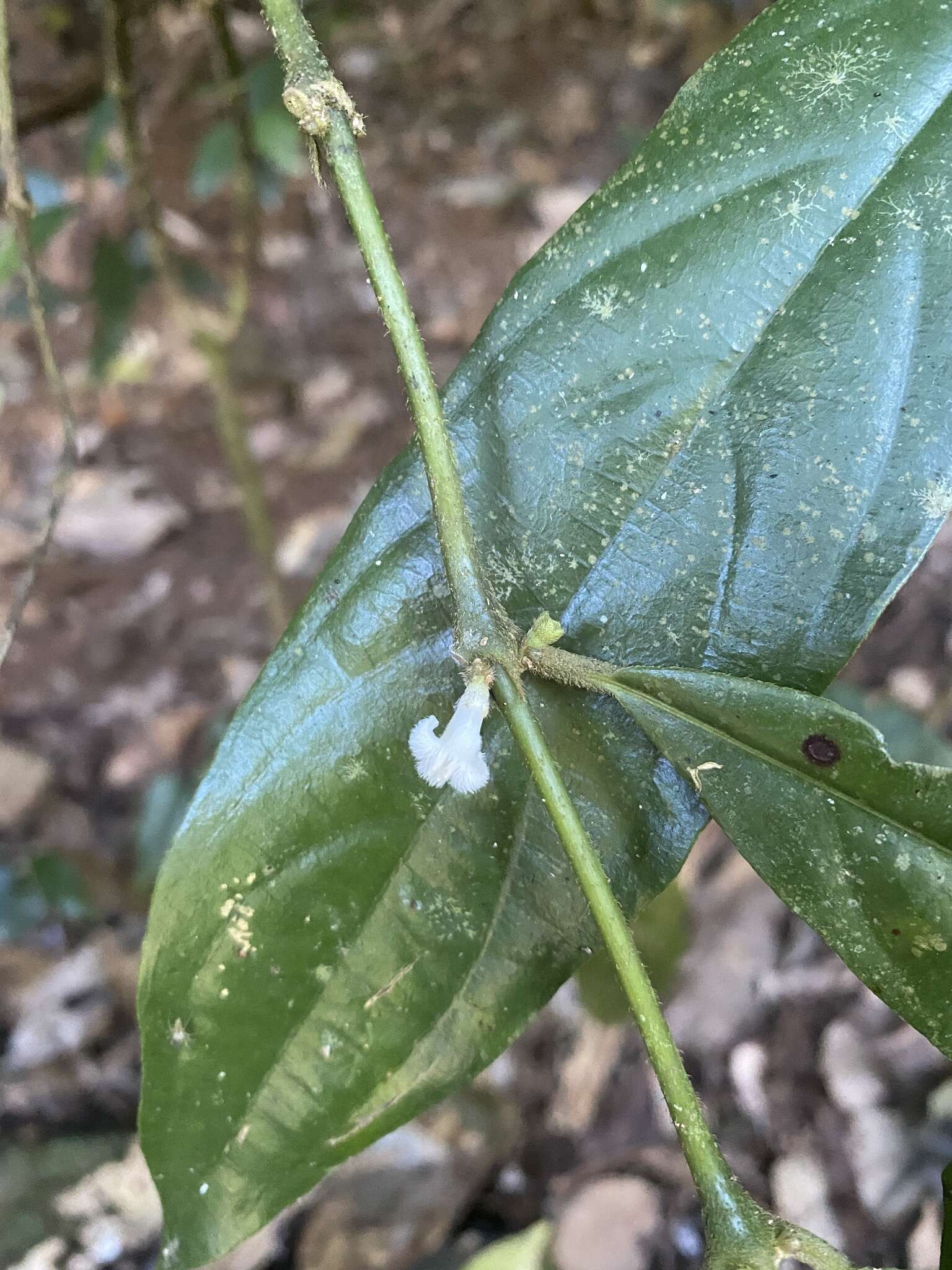 Lasianthus chlorocarpus K. Schum. resmi