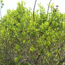 Image of Broombush False Willow
