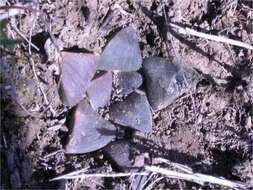 Слика од Haworthia magnifica var. atrofusca (G. G. Sm.) M. B. Bayer